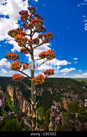 Agave parry connu comme Parry mescal agave, agave ou à croissance lente est un agave originaire de l'Arizona, du Nouveau Mexique, et le nord du Mexique. Banque D'Images