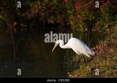 Aigrette tôt le matin Orange County en Californie Banque D'Images