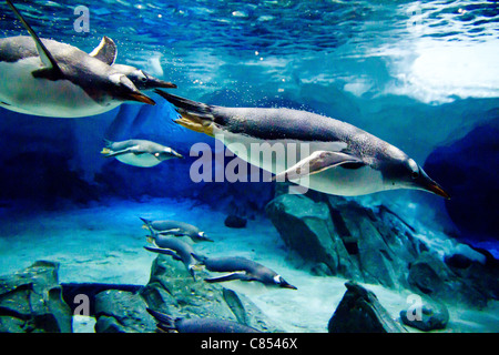 Gentoo pingouin (Pygoscelis papua) nager sous l'eau Banque D'Images