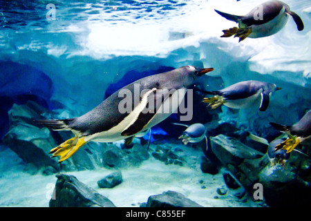 Manchots Papous (Pygoscelis papua) nager sous l'eau. Banque D'Images