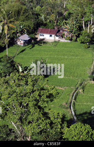 Rizières dans le Canyon Sianok à Bukittinggi. Banque D'Images