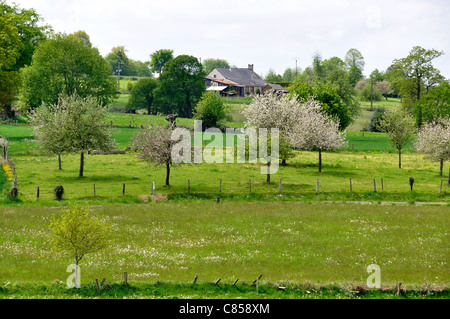 Circuit de randonnée du Moulin Foulon, prés, vergers de pommiers, la ferme, près de la Fosse Arthour (Manche, Basse-Normandie, France). Banque D'Images