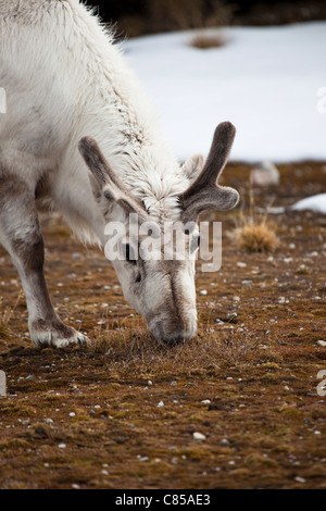 Renne du Svalbard, Rangifer tarandus platyrhynchus à Ny-Alesund, Svalbard. Banque D'Images