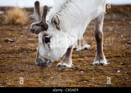 Renne du Svalbard, Rangifer tarandus platyrhynchus à Ny-Alesund, Svalbard. Banque D'Images