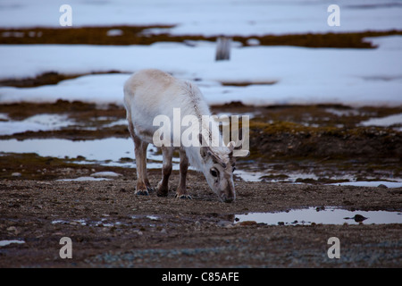 Renne du Svalbard, Rangifer tarandus platyrhynchus à Ny-Alesund, Svalbard. Banque D'Images