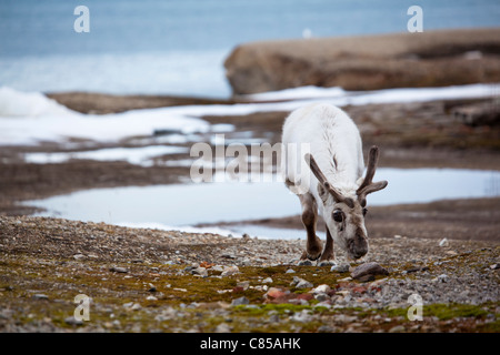 Renne du Svalbard, Rangifer tarandus platyrhynchus à Ny-Alesund, Svalbard. Banque D'Images