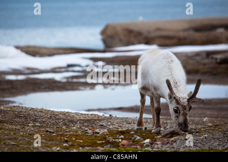 Renne du Svalbard, Rangifer tarandus platyrhynchus à Ny-Alesund, Svalbard. Banque D'Images