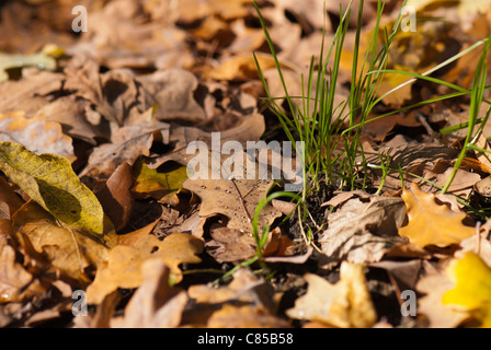 Chute de feuilles de chêne sur un terrain Banque D'Images