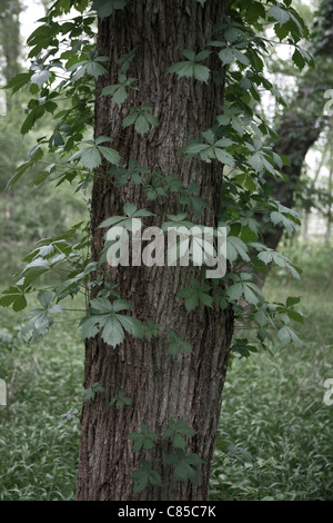 Close-up de tronc d'arbre, Stephen F Austin Park, Sealy, Texas, États-Unis Banque D'Images