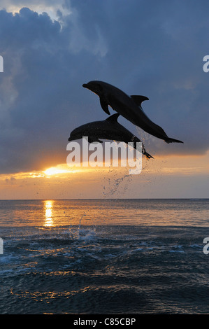 Les Grands Dauphins communs qui saute dans la mer au coucher du soleil, Roatan, Bay Islands, Honduras Banque D'Images