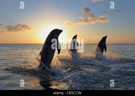 Les Grands Dauphins communs qui saute dans la mer au coucher du soleil, Roatan, Bay Islands, Honduras Banque D'Images