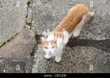 Vue aérienne d'une branche de gingembre et de chat blanc. Banque D'Images
