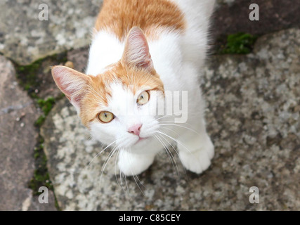Vue aérienne d'une branche de gingembre et de chat blanc. Banque D'Images