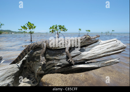 Crocodile sur Log, Roatan, Bay Islands, Honduras Banque D'Images