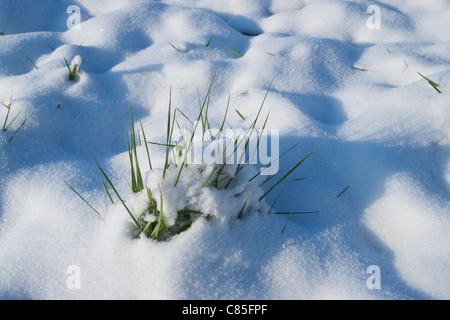 De l'herbe dans la neige Banque D'Images