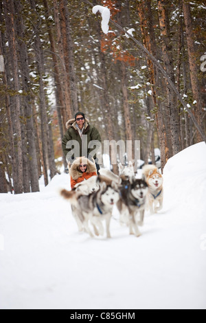 Deux chiens de traîneau, Frisco, Comté de Summit, Colorado, États-Unis Banque D'Images