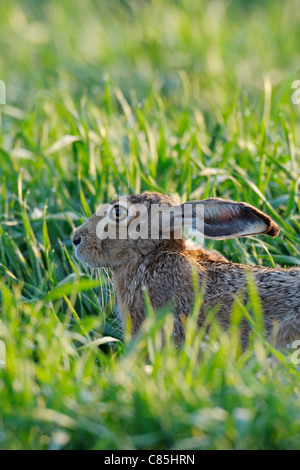 European Brown Hare, Hesse, Allemagne Banque D'Images