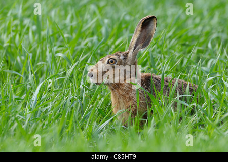 European Brown Hare, Hesse, Allemagne Banque D'Images