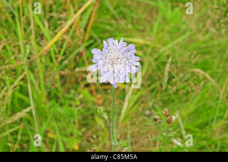 Champ de fleurs Scabious Knautia arvensis Banque D'Images