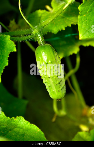 Mini concombre, variété : 'Petit de Paris', Cucumis sativus. Banque D'Images