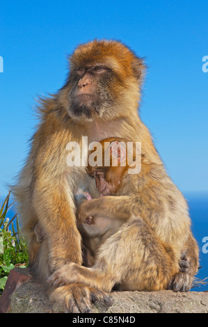 Macaque de Barbarie (Macaca sylvanus). Gibraltar, Royaume-Uni Banque D'Images