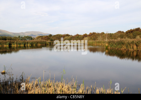 Ynys hir la Réserve Naturelle RSPB vue sur la piscine d'Ynys Eidiol Masquer Fourneau Vallée Dyfi Cymru Wales UK GO Banque D'Images