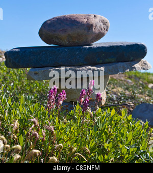 L'épilobe à feuilles étroites (Epilobium angustifolium) croissant en face d'un inukshuk assis sur la plage de la Baie d'Hudson, à Churchill, Manitoba, Banque D'Images