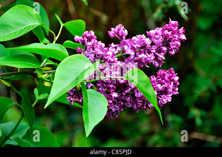 Inflorescence de lilas lilas (Syringa sp). Banque D'Images