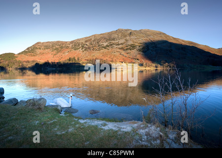 Swan dans la lumière du soleil du soir sur le lac Ullswater, Lake District, Cumbria, England, UK Banque D'Images