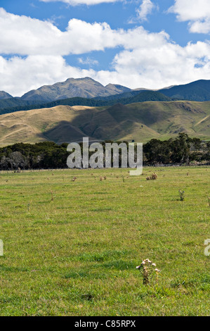 La chaîne de montagnes Tararua Meadowland et près de Mount Bruce Île du Nord Île du Nord Nouvelle-Zélande NZ Banque D'Images