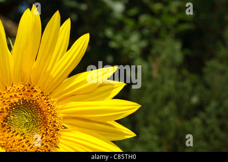 De tournesol dans un jardin avec beaucoup de copyspace Banque D'Images