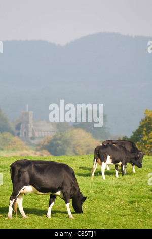 Un troupeau de bovins de race Frisonne paître dans un champ de la campagne dans la région du Lake District, Cumbria, Royaume-Uni Banque D'Images