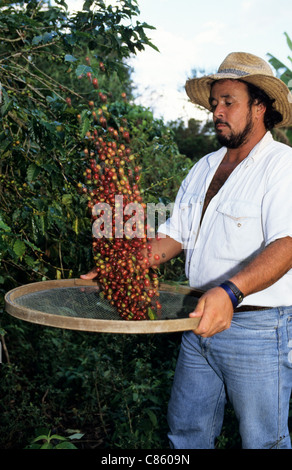 L'État de Sao Paulo, Brésil. Jets de cueilleur de café grains de café dans l'air d'un tamis. Banque D'Images