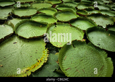 Belem, Brésil. Vitoria Regia (Victoria Amazonica), nénuphar géant flottant sur l'eau. Amazon. Banque D'Images