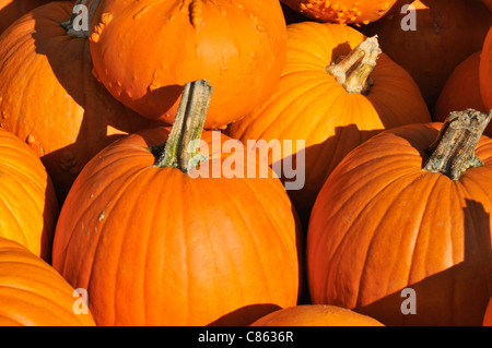 Un gros plan d'une pile de citrouilles ronde orange. Banque D'Images