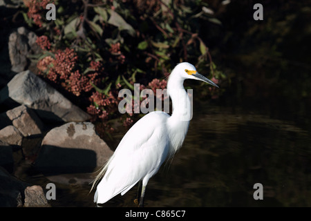 Aigrette tôt le matin Orange County en Californie Banque D'Images