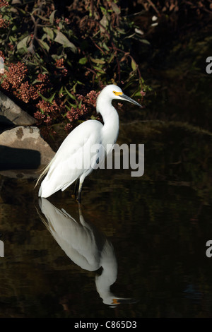 Aigrette tôt le matin Orange County en Californie Banque D'Images