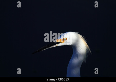 Aigrette tôt le matin Orange County en Californie Banque D'Images