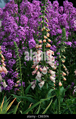 Digitalis purpurea 'Sutton's Apricot' avec l'AGA Hesperis matronalis - Sweet Rocket Banque D'Images