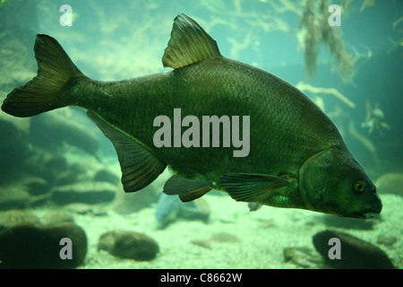 La carpe commune (Cyprinus carpio) au zoo de Bâle, Suisse. Banque D'Images