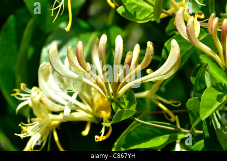 Fleur de chèvrefeuille (Lonicera sp) dans un jardin. Banque D'Images