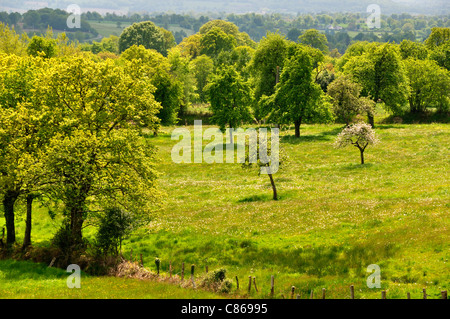 Paysage de printemps , près de 'la Fosse Arthour, circuit de randonnée du Moulin Foulon, de prés et de haies haie (Normandie). Banque D'Images