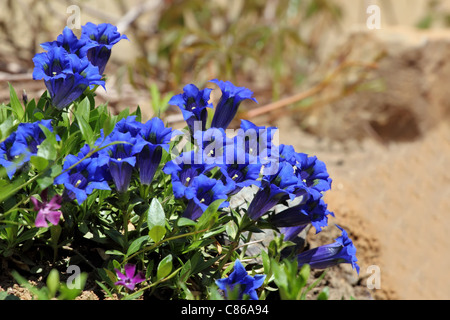 Gentiane trompette, blue spring flower in garden Banque D'Images