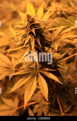 Plants de cannabis Banque D'Images