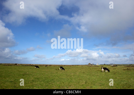 Fresian vaches dans un champ sur la côte ouest de l'Irlande Banque D'Images