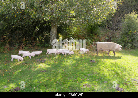 Les porcs à l'pannage à New Forest, de l'énoncé des travaux à de la litière à la recherche de glands et de fruits au cours des deux premiers mois de l'automne saison pannage. Banque D'Images