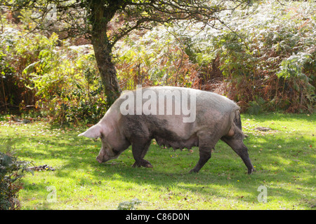 Cahier des charges d'élevage en liberté et à la recherche de glands et de fruits tombés pendant deux mois l'automne saison pannage dans New Forest. Banque D'Images