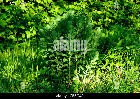 Showy stonecrop (Sedum spectabile) Banque D'Images