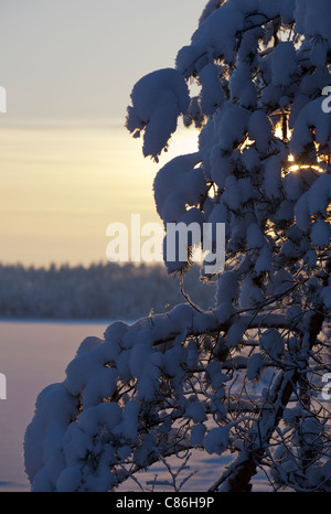 Branches d'arbres couvertes de neige ( pinus sylvestris ) à Winter , Finlande Banque D'Images