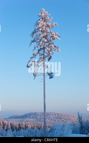 PIN ( Pinus sylvestris ) isolé recouvert de gel et de neige à Midwinter (-25 C) , Finlande Banque D'Images